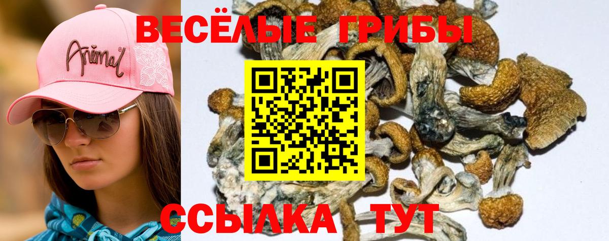 Галлюциногенные грибы Psilocybine cubensis Донецк